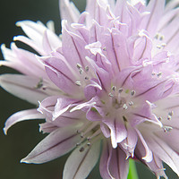 Buy canvas prints of chive flower by Colin Chipp