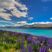 Buy canvas prints of Lupins and blue water by Colin Chipp
