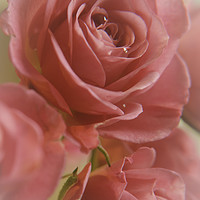 Buy canvas prints of Valentine Roses by Colin Chipp