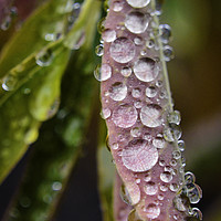 Buy canvas prints of Droplets by Colin Chipp