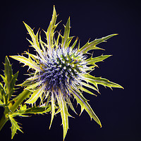 Buy canvas prints of Sea holly by Colin Chipp