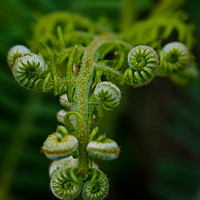 Buy canvas prints of Hedgerow fern by Colin Chipp