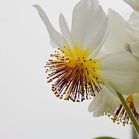 Buy canvas prints of Sparrmannia africana by Colin Chipp