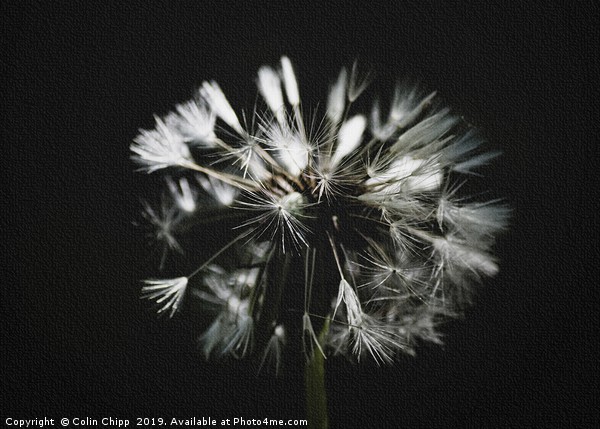 Soft focus dandelion Picture Board by Colin Chipp