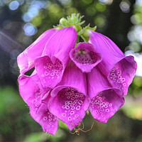Buy canvas prints of Foxglove and spider by Colin Chipp