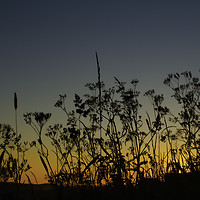 Buy canvas prints of Sunset and grasses by Colin Chipp
