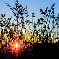 Buy canvas prints of Silhouetted grasses by Colin Chipp