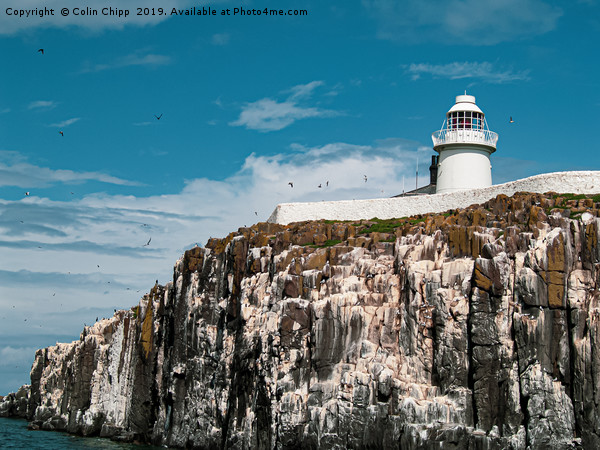 Lighthouse on Inner Farne Picture Board by Colin Chipp