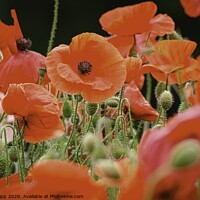 Buy canvas prints of Poppy Field by Colin Chipp