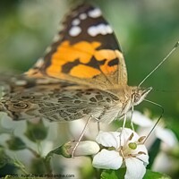 Buy canvas prints of Painted Lady by Colin Chipp