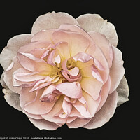 Buy canvas prints of Single rose #2 by Colin Chipp