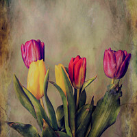 Buy canvas prints of "Old Master" tulips by Colin Chipp