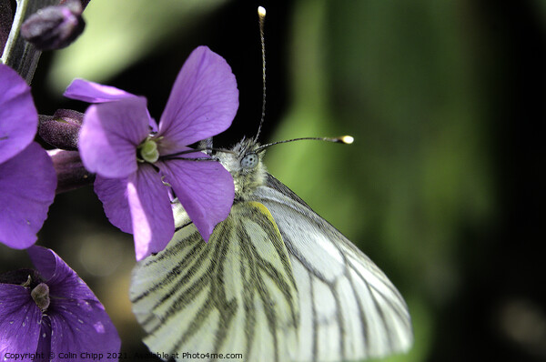 Green veined white Picture Board by Colin Chipp