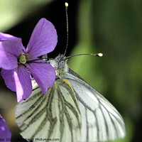 Buy canvas prints of Green veined white by Colin Chipp