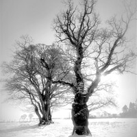 Buy canvas prints of Winter trees by Colin Chipp