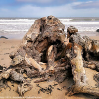 Buy canvas prints of Driftwood by Colin Chipp