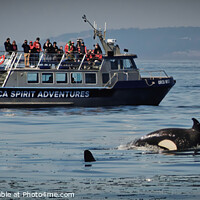 Buy canvas prints of Orca by Colin Chipp