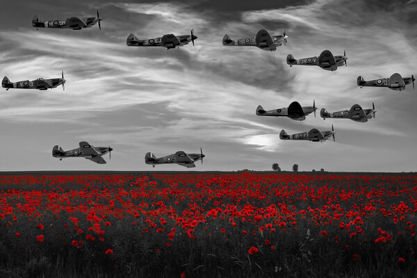 Spitfires Over The Poppy Field Picture Board by Derek Beattie