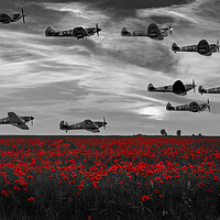 Buy canvas prints of Spitfires Over The Poppy Field by Derek Beattie