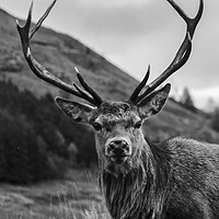 Buy canvas prints of Red Deer Stag with Antlers by Derek Beattie