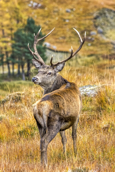 Red Deer Stag in Autumn Picture Board by Derek Beattie