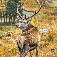 Buy canvas prints of Red Deer Stag in Autumn by Derek Beattie