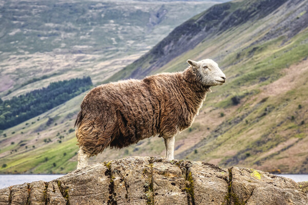 Herdwick Sheep Picture Board by Derek Beattie