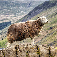 Buy canvas prints of Herdwick Sheep by Derek Beattie