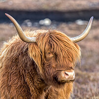 Buy canvas prints of Highland Cow by Derek Beattie