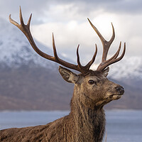 Buy canvas prints of Red Deer Stag in Scotland by Derek Beattie
