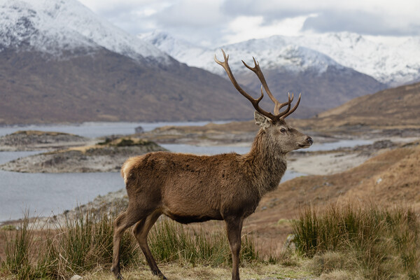 Red Deer Stag in Scottish Highlands Picture Board by Derek Beattie