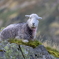 Buy canvas prints of Herdwick Sheep on a Lakeland Fell by Derek Beattie