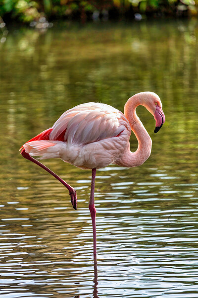 Greater Flamingo Picture Board by Derek Beattie