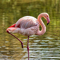 Buy canvas prints of Greater Flamingo by Derek Beattie