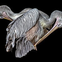 Buy canvas prints of Pelicans Preening by Derek Beattie
