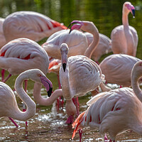 Buy canvas prints of Flamingos in the Sun by Derek Beattie