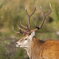 Buy canvas prints of Red Deer Stag with Antlers by Derek Beattie