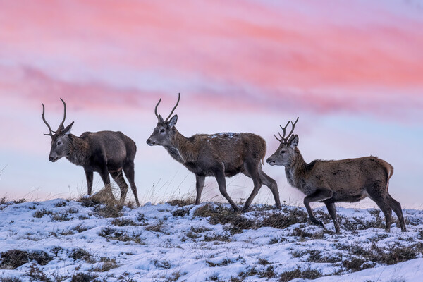 Red Deer Stags at Dawn Picture Board by Derek Beattie