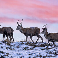 Buy canvas prints of Red Deer Stags at Dawn by Derek Beattie