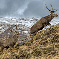 Buy canvas prints of Red Deer Stags in Winter by Derek Beattie