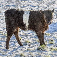Buy canvas prints of Belted Galloway Calf in Snow by Derek Beattie