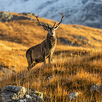 Buy canvas prints of Red Deer Stag in Winter by Derek Beattie