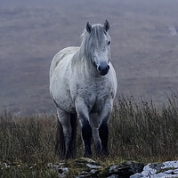 Buy canvas prints of Scottish Highland Pony by Derek Beattie