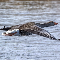 Graceful Greylag Goose in Flight