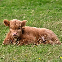 Highland Cow Calf