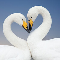 Whooper Swan Loveheart