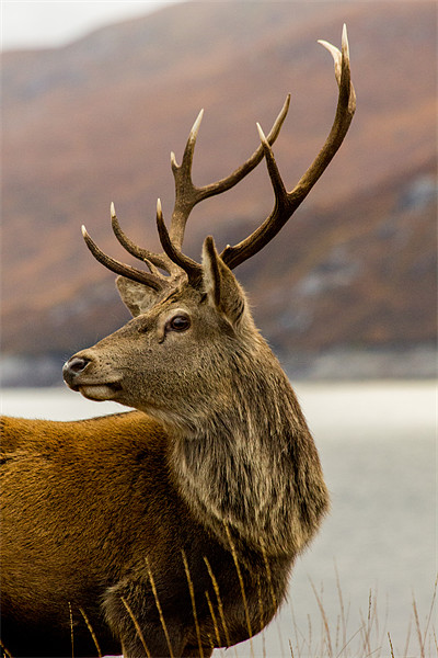 Autumnal  Red Deer Stag Picture Board by Derek Beattie