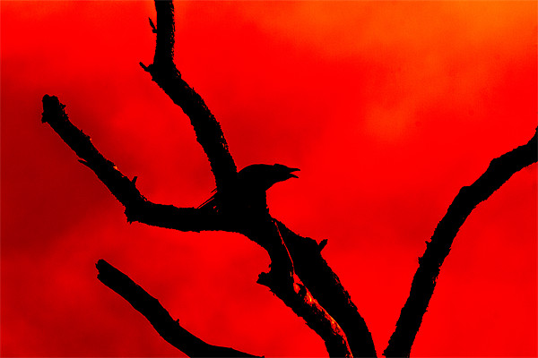 Crow Cawing on a Tree Abstract Picture Board by Derek Beattie