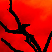 Buy canvas prints of Crow Cawing on a Tree Abstract by Derek Beattie