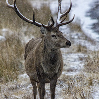 Buy canvas prints of Red Deer Stag in the Snow by Derek Beattie